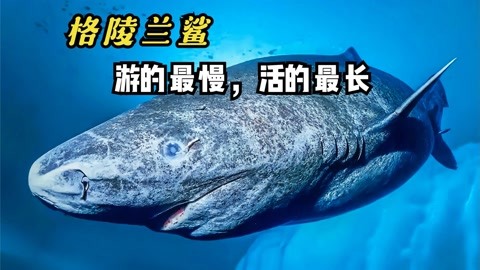 1627格陵蘭鯊魚_格陵蘭鯊什么意思_格陵蘭鯊