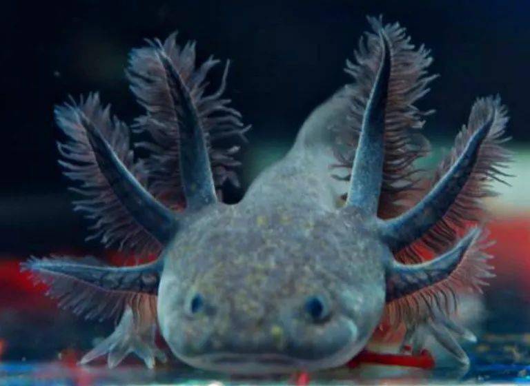 六角魚龍吃什么_六角龍魚吃什么_六角龍魚吃魚視頻
