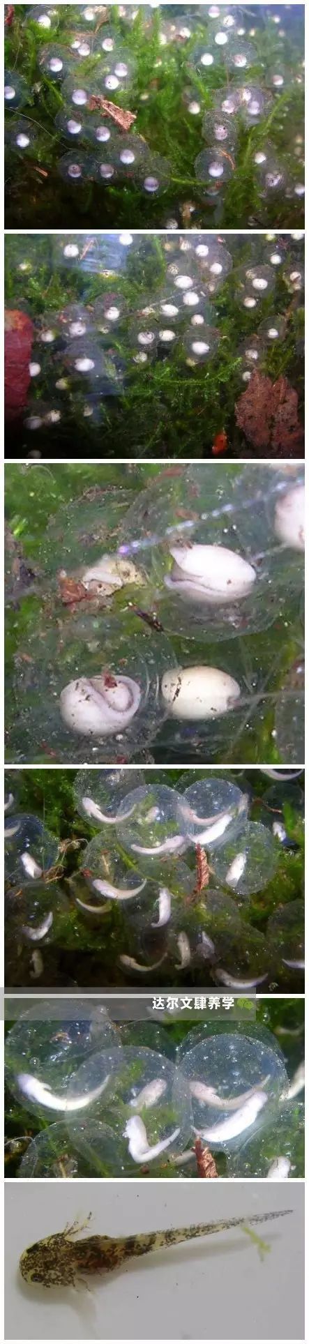 六角龍魚吃什么_六角龍魚吃魚視頻_六角魚龍吃什么東西