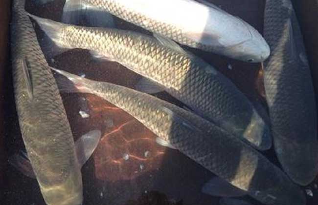 草魚價格_草魚價格今日價一斤_草魚價格最新行情今天