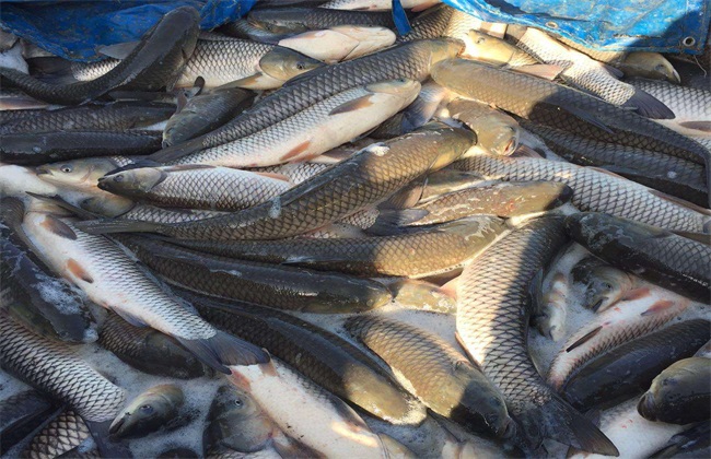 草魚價格今日價一斤_草魚價格_草魚價格最新行情今天
