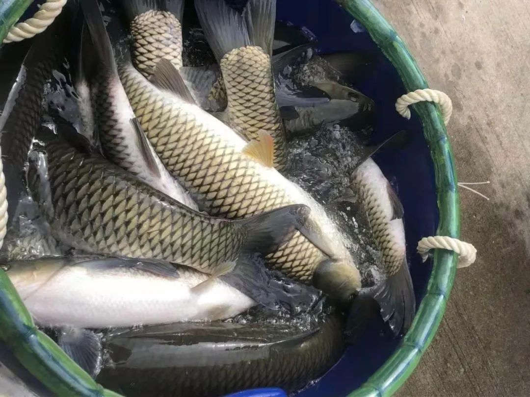 草魚價格_草魚價格今日價一斤_草魚價格走勢圖