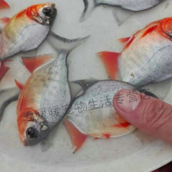 紅鯧魚為什么叫垃圾魚_紅鯧魚泛濫_垃圾魚叫紅鯧魚嗎