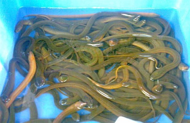 鰻魚養殖前景廣闊。 從四個方面了解鰻魚養殖技術。