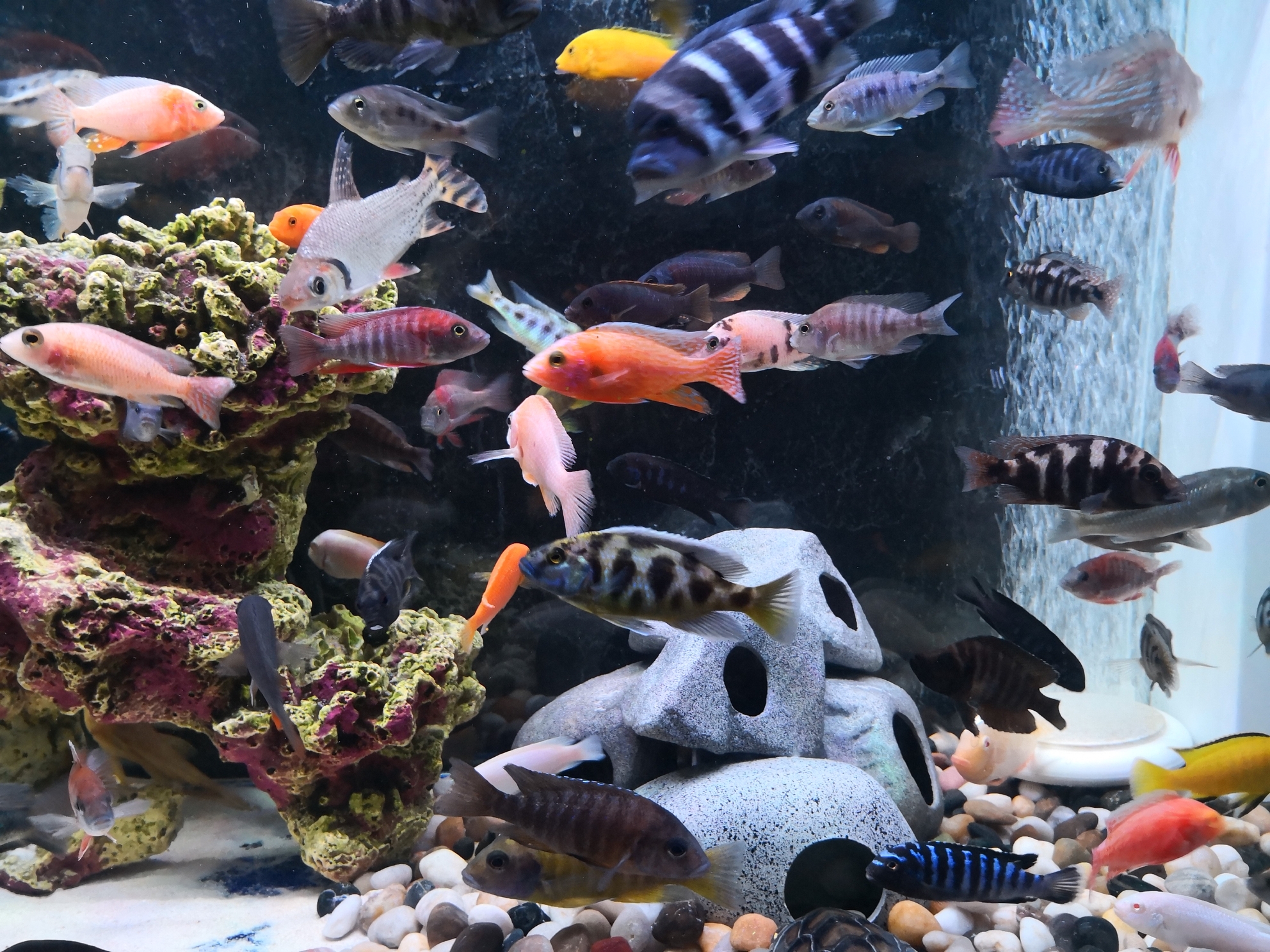 cta南美水族論壇app_南美水族論壇等級_cta南美水族論壇