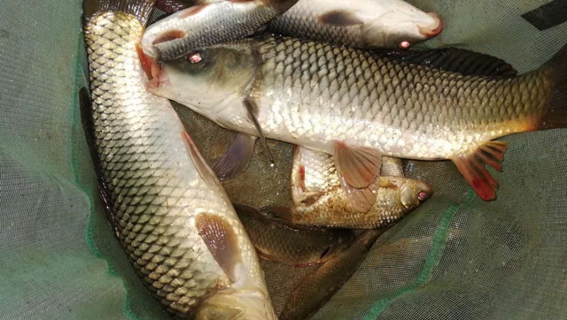 鯉魚野釣用什么餌料_鯉魚野釣圖片_野釣鯉魚