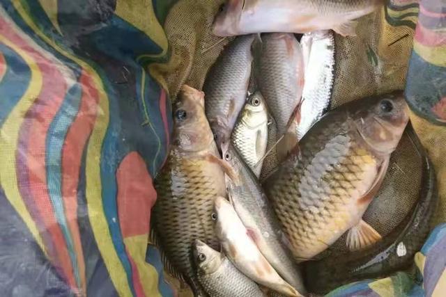 冬季怎么釣鯉魚野釣_鯉魚野釣技巧_野釣鯉魚