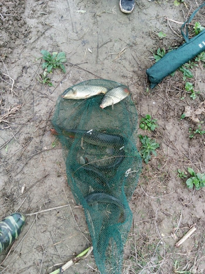 野釣鯉魚_鯉魚野釣技巧_冬季怎么釣鯉魚野釣