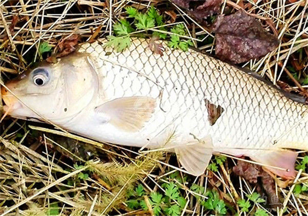 鯉魚野釣技巧_野釣鯉魚_鯉魚野釣用什么餌料