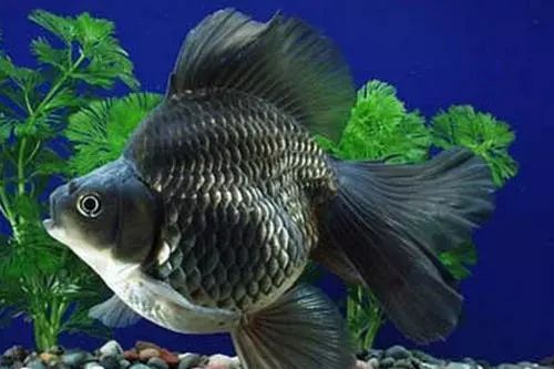 魚貴是什么_魚貴是因風浪大_最貴的魚是什么魚