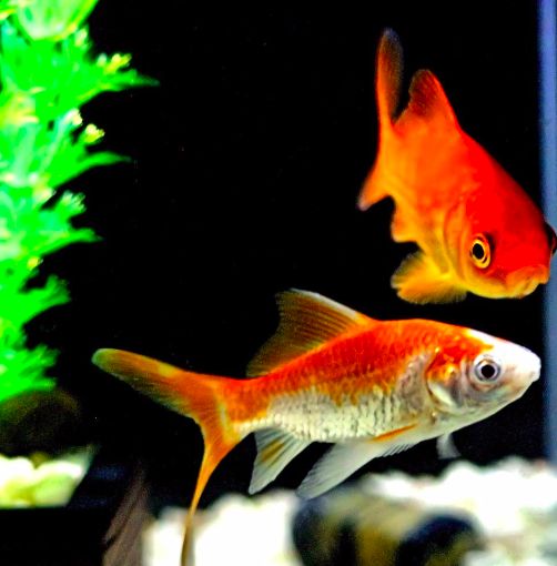 魚貴是因風浪大_魚貴是什么_最貴的魚是什么魚
