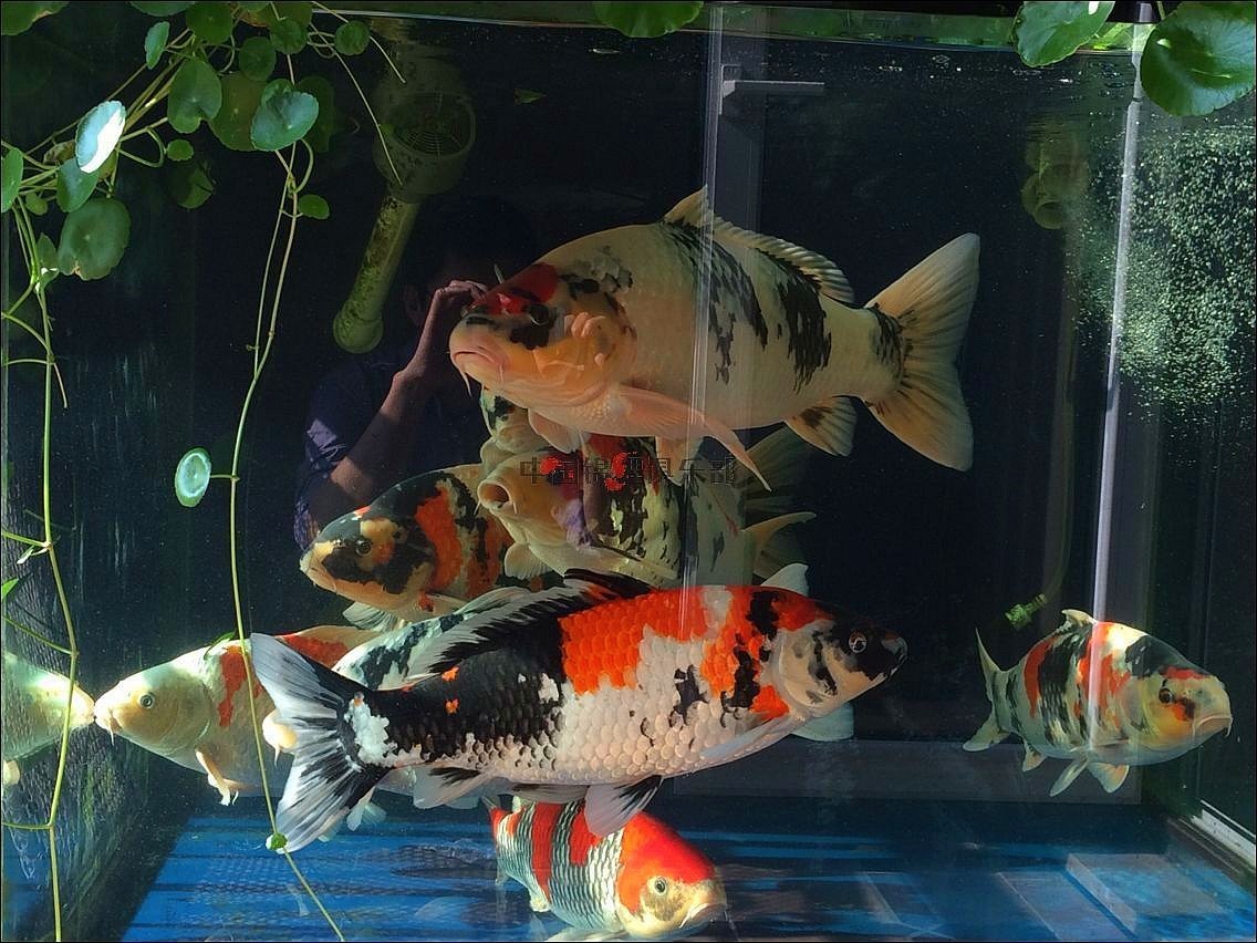 飼養錦鯉方法視頻_錦鯉的飼養方法_飼養錦鯉方法有哪些
