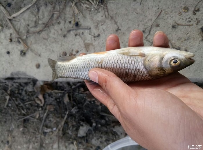 鉤大小對應魚_魚鉤大小對應魚大小_魚鉤大小對照表