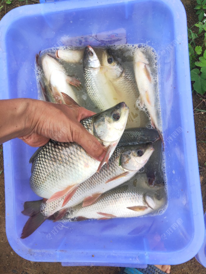 魚鉤大小對應魚大小_魚鉤大小對照表_鉤大小對應魚