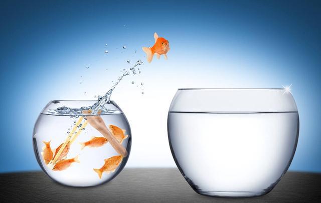 金魚缸效應的啟示：注重企業管理的透明度和公開性