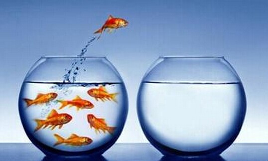 金魚缸效應定律_金魚缸效應又稱透明效應_金魚缸效應