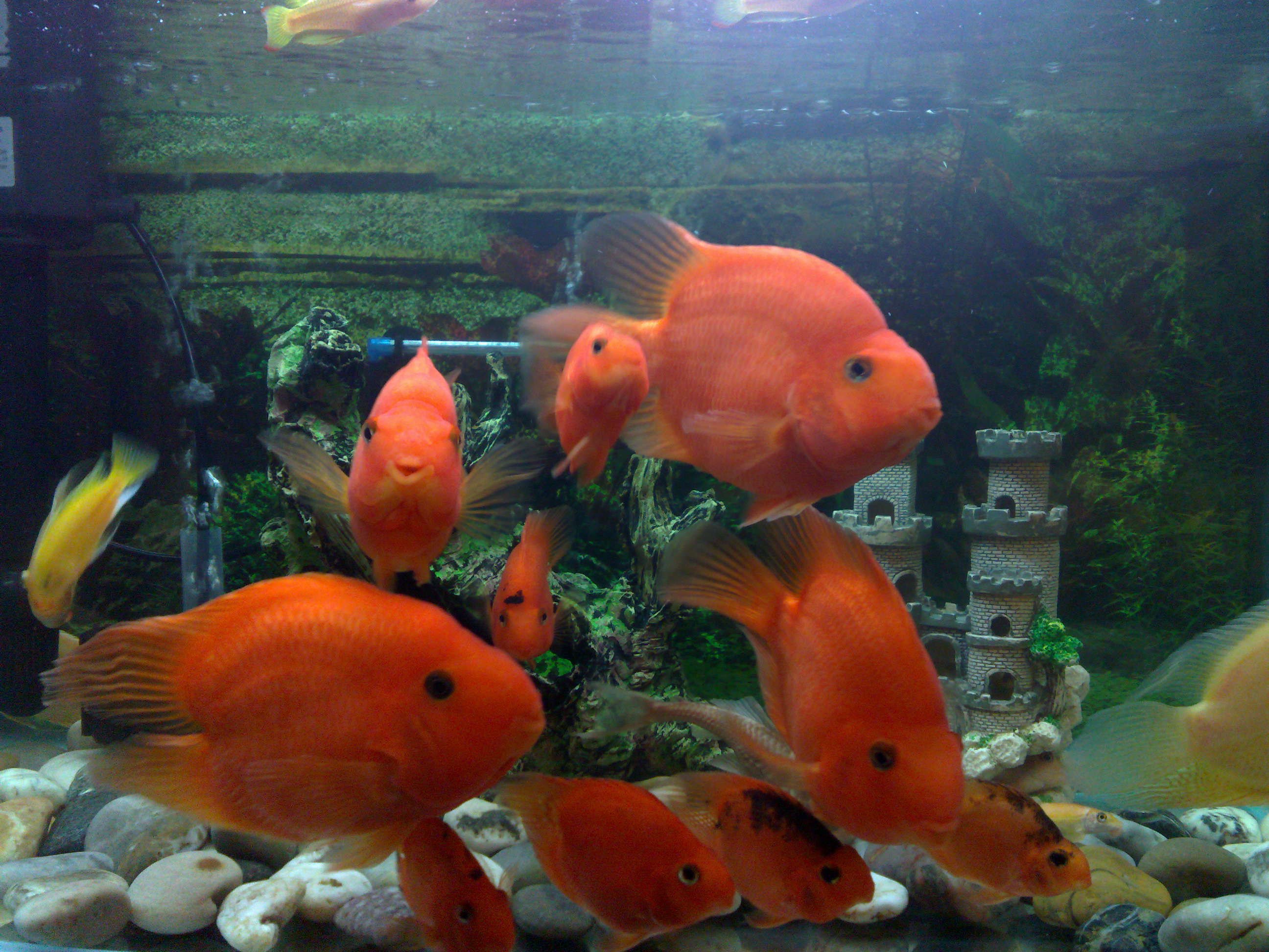 養鸚鵡魚招財還是破財_鸚鵡魚養幾條最旺財_鸚鵡魚養10條最旺財
