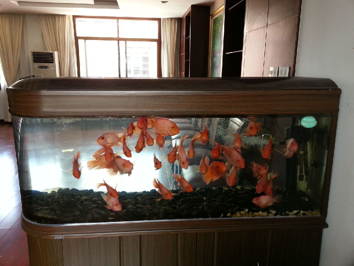 鸚鵡魚養幾條最旺財_養鸚鵡魚招財還是破財_鸚鵡魚養10條最旺財