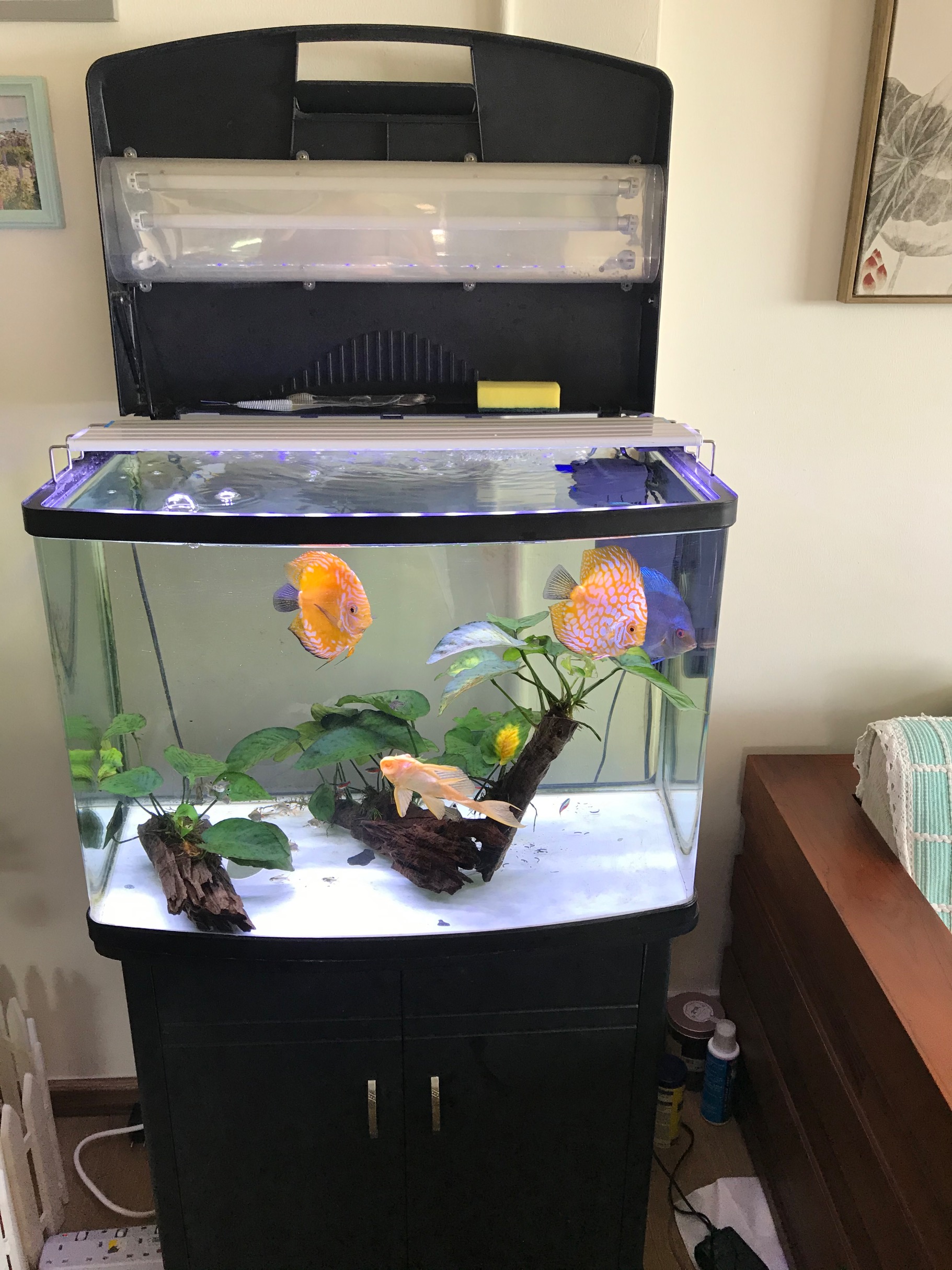 鸚鵡魚養幾條最旺財_養鸚鵡魚招財還是破財_旺財養條鸚鵡魚怎么樣