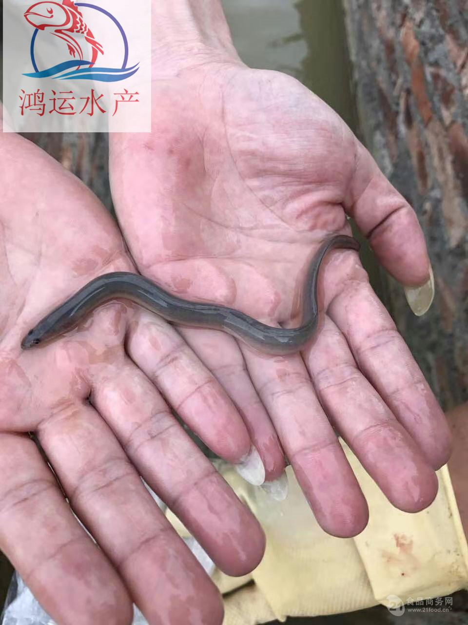 養殖黃鱔多少錢一斤_黃鱔養殖_養殖黃鱔喂什么飼料