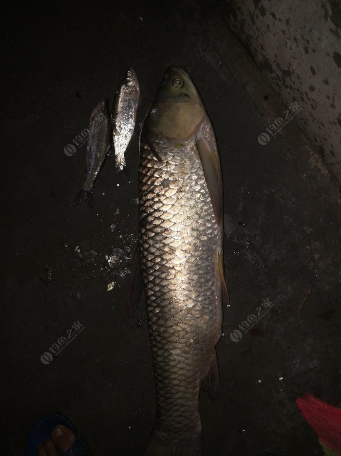 夜釣草魚技巧及方法_夜釣草魚的方法_釣夜草魚技巧方法視頻