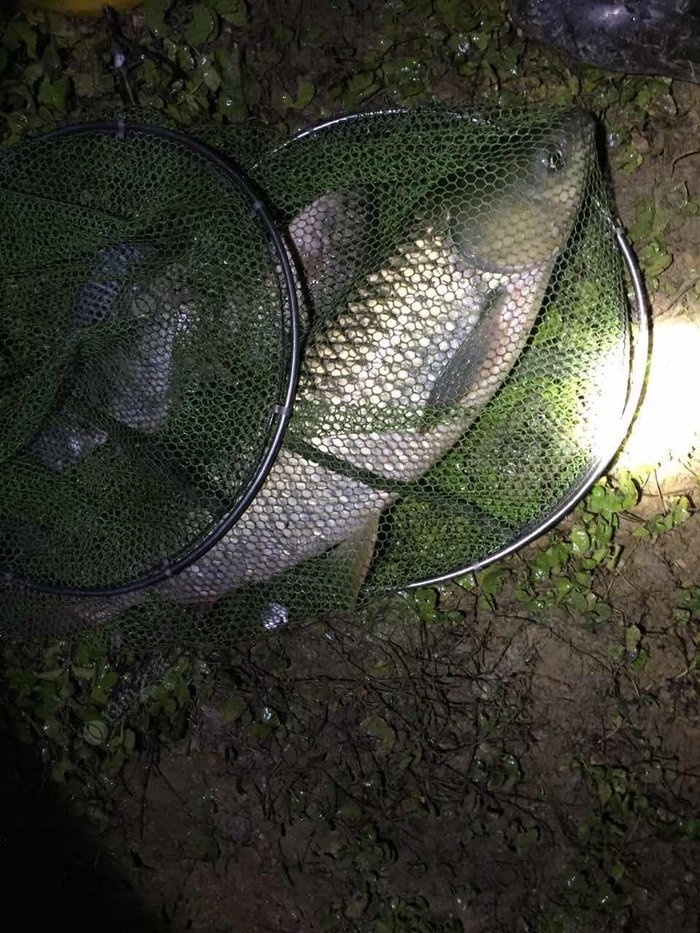 夜釣草魚技巧及方法_夜釣草魚的方法_釣夜草魚技巧方法視頻