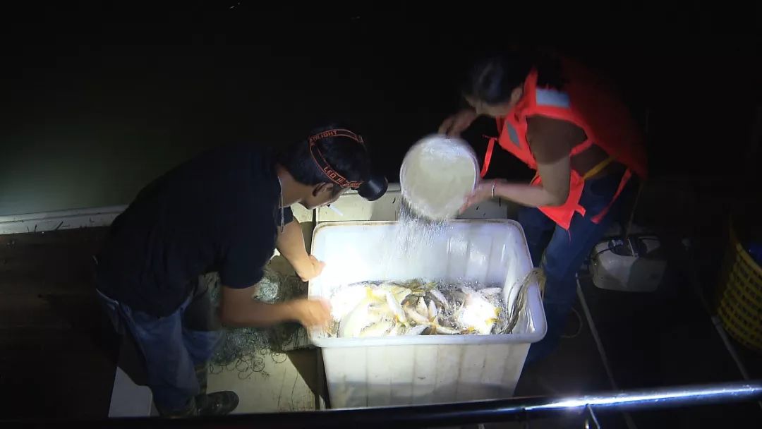 釣螺螄青釣底還是釣浮_為戒賭釣到螺螄青_釣螺螄青視頻