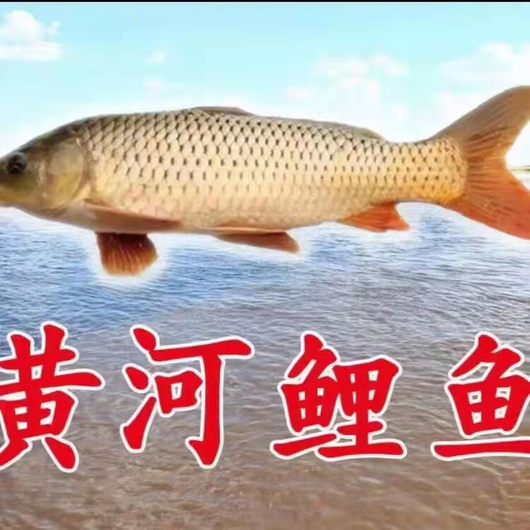 黃河鯉魚鄭州店_鄭州黃河大鯉魚_鄭州黃河鯉魚