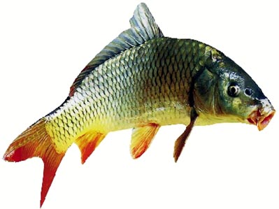 鄭州黃河鯉魚_鄭州黃河鯉魚哪里好吃_黃河鯉魚鄭州店
