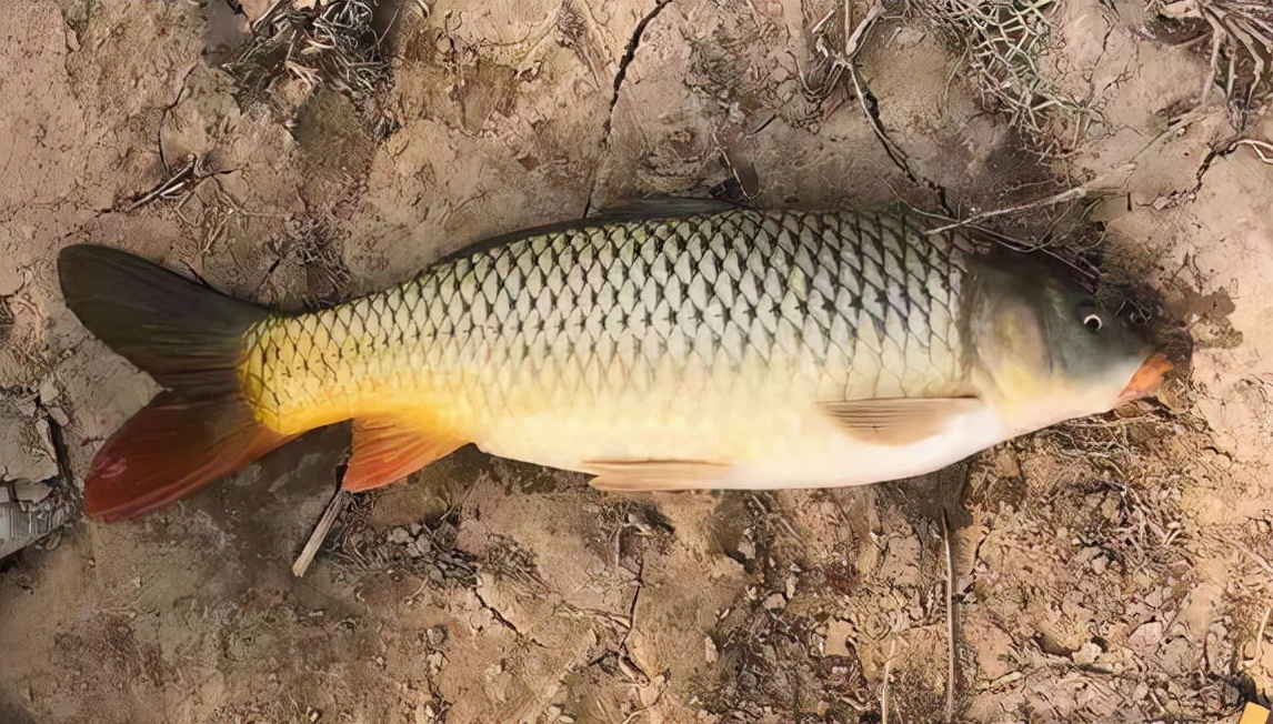 黃河鯉魚鄭州店_鄭州黃河鯉魚哪里好吃_鄭州黃河鯉魚