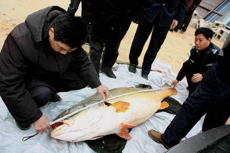 7749日是多少天_幼兒園放鞭炮_黃唇魚圖片