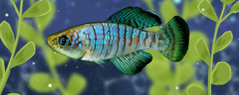 養熱帶魚的水質怎么調理好_熱帶魚怎么養_養熱帶魚的方法與技巧
