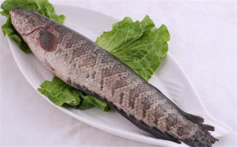 黑魚的營養價格_黑魚的營養價值_黑魚營養價值和功效與作用