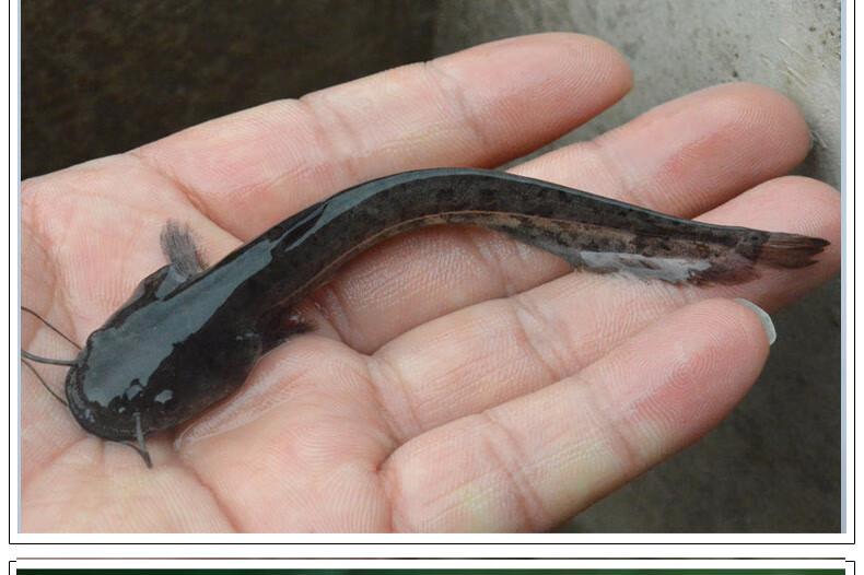 鯰魚吃屎嗎_鯰魚吃什么食物_鯰魚吃什么