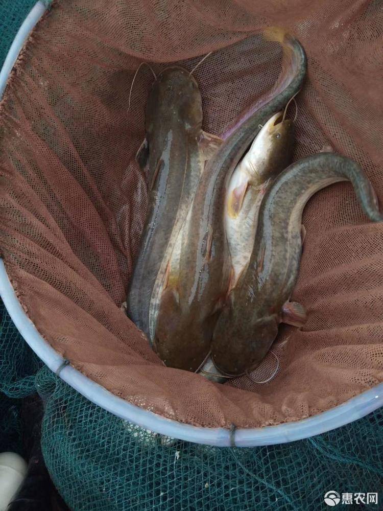 鯰魚吃什么_鯰魚吃什么食物長大_鯰魚吃屎嗎