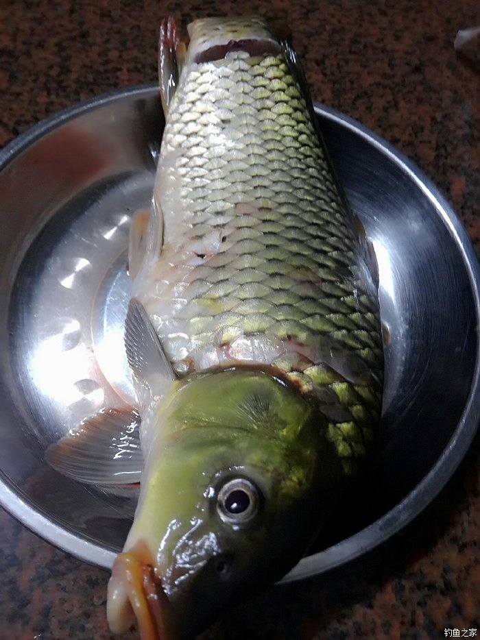鯉魚餌料野釣用多大的鉤_鯉魚餌料野釣用什么鉤_野釣鯉魚用什么餌料