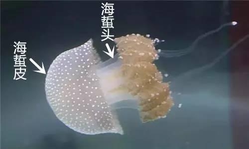 水母養殖_養殖水母的水應該怎么配_養殖水母吃什么