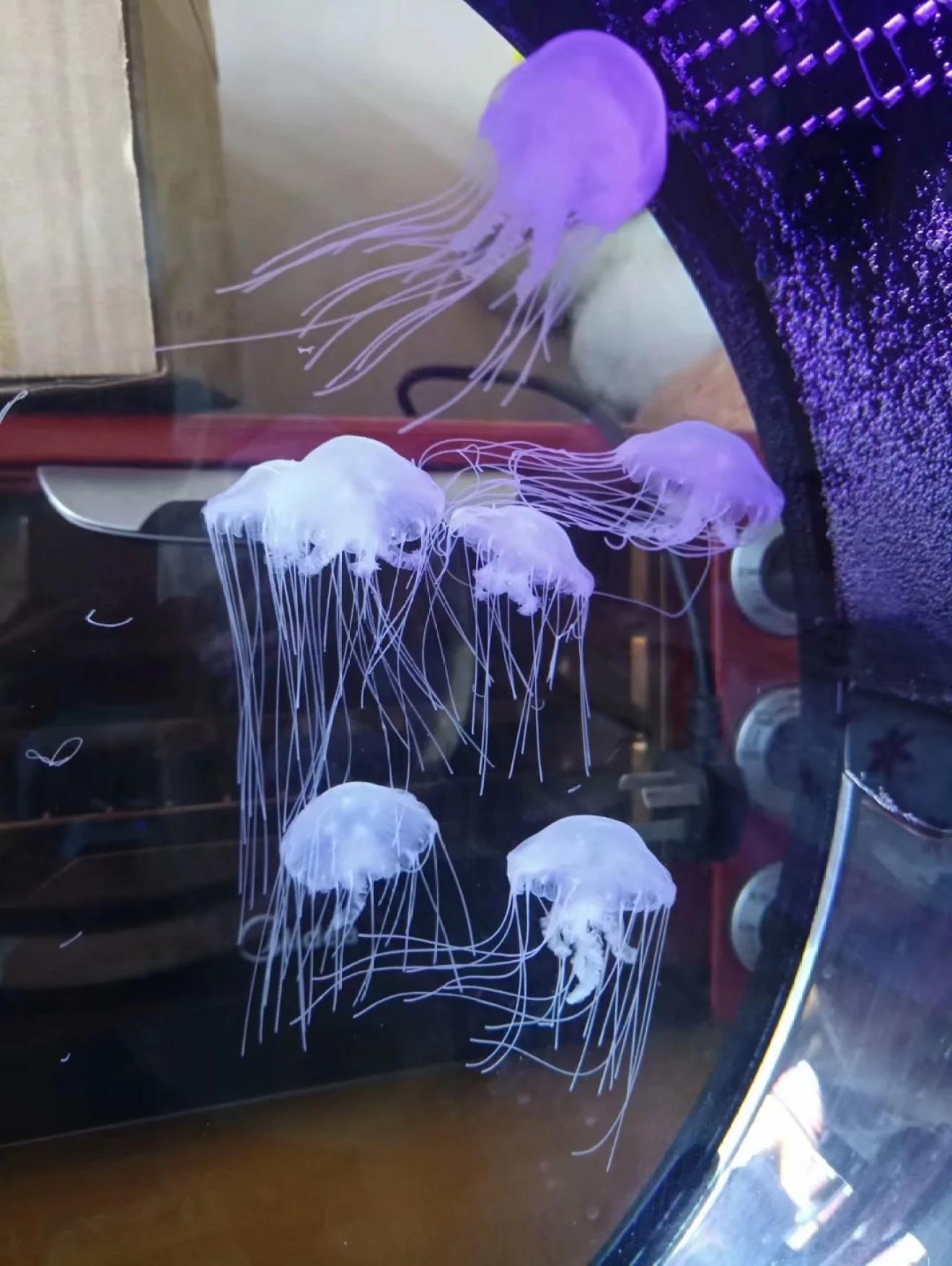 養殖水母需要氧氣嗎_養殖水母吃什么_水母養殖