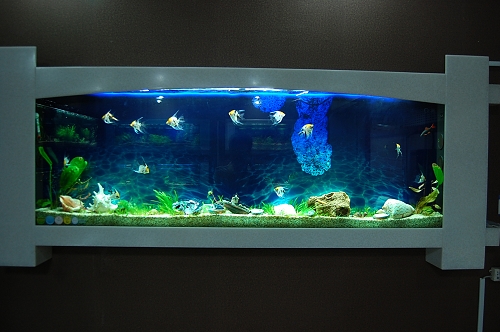 養魚要注意方法和養魚技巧，只有掌握正確的方法
