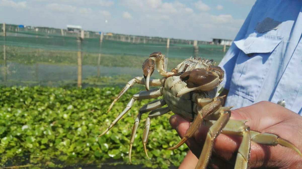陽澄湖大閘蟹_大閘蟹陽澄湖提貨券_大閘蟹陽澄湖多少錢一只