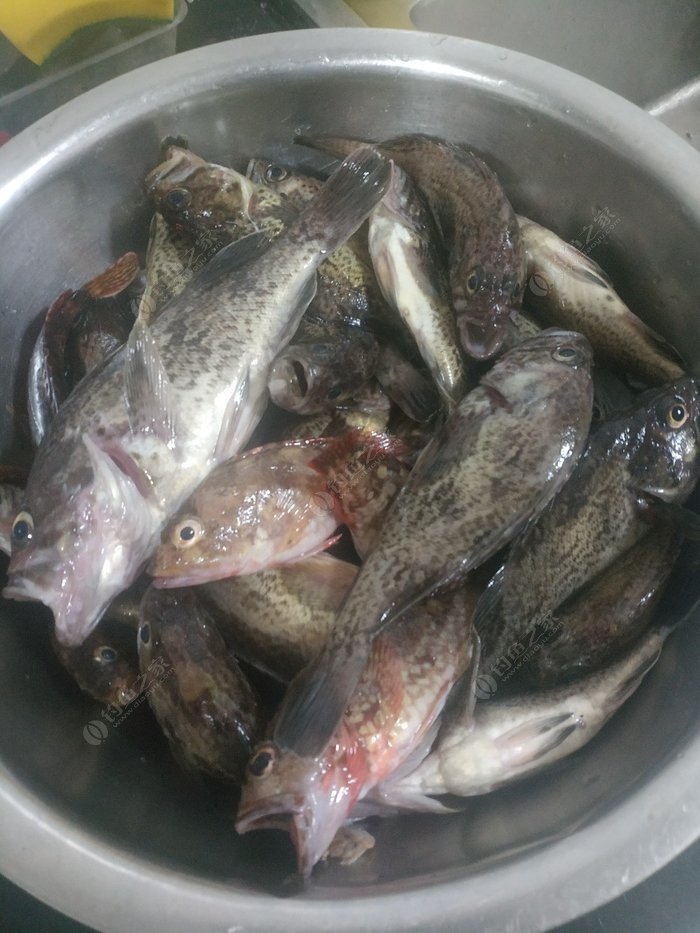 胖頭魚多少錢一斤_胖頭魚價錢_2歲半可以喝胖頭魚魚頭湯么