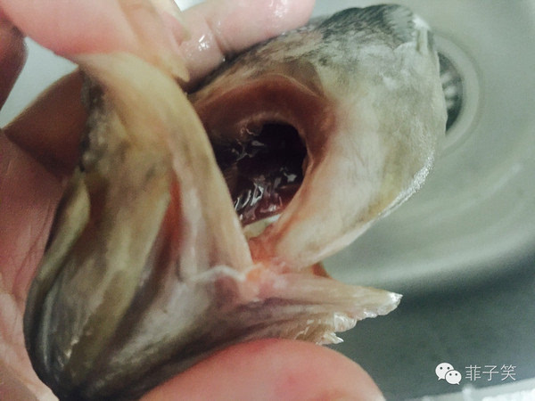 胖頭魚價錢_2歲半可以喝胖頭魚魚頭湯么_胖頭魚多少錢一斤