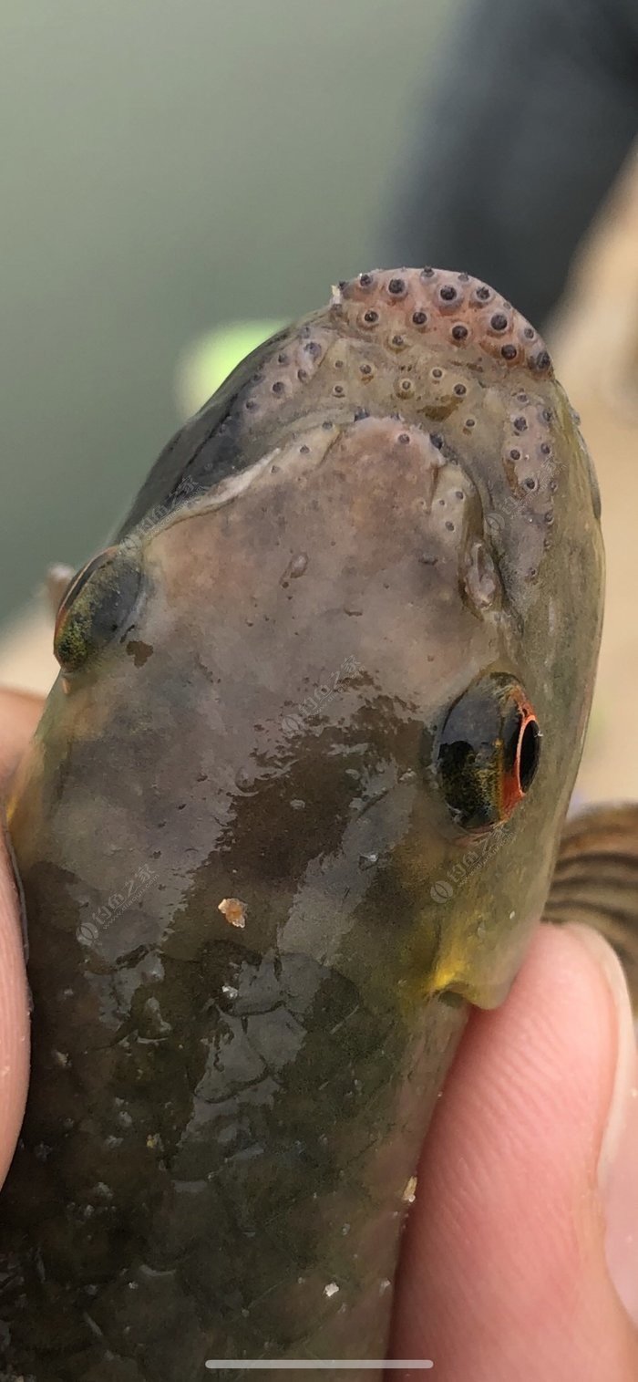 2歲半可以喝胖頭魚魚頭湯么_胖頭魚多少錢一斤_胖頭魚價錢