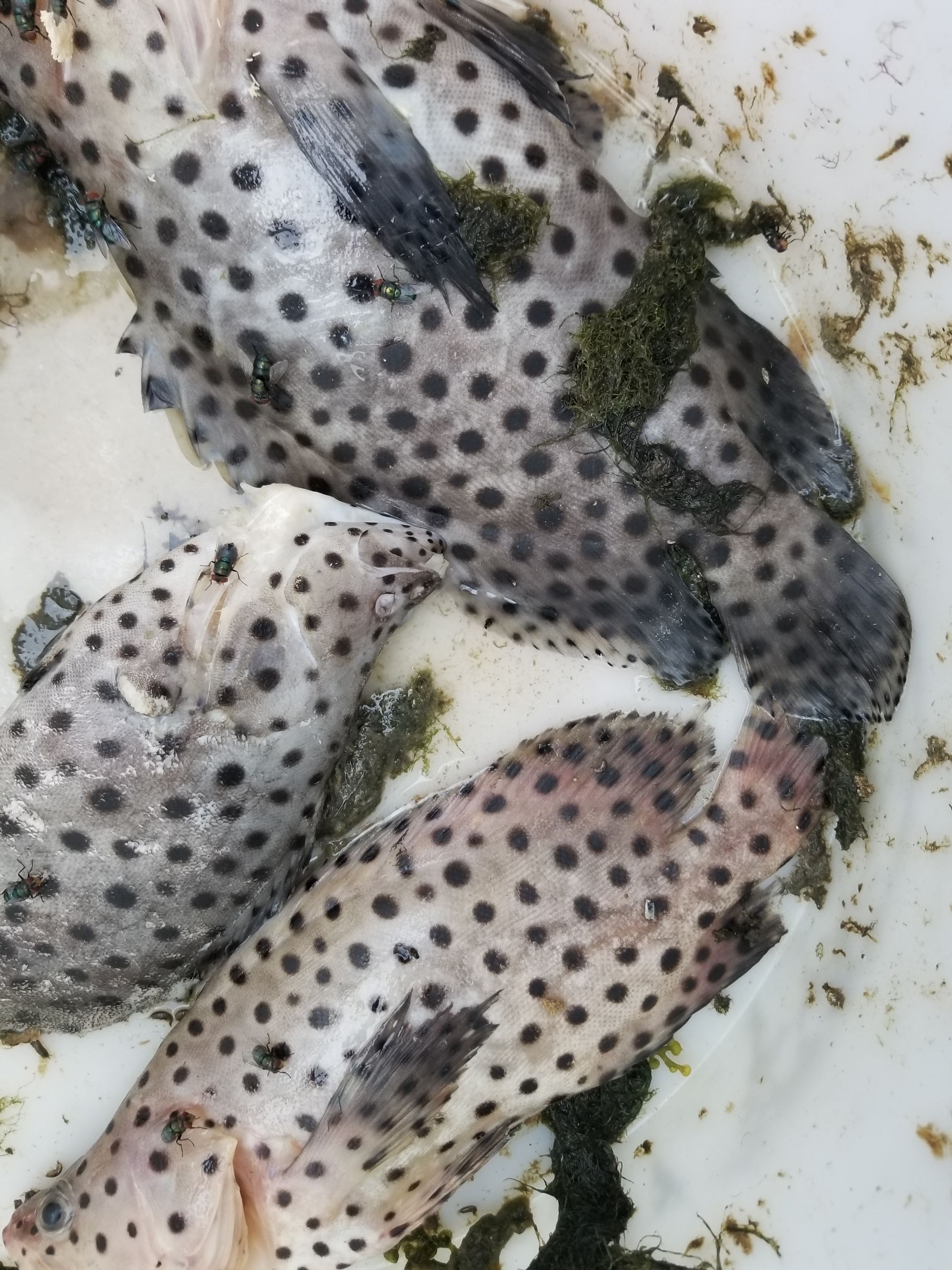 石斑魚和老虎斑哪個貴？，你知道嗎？