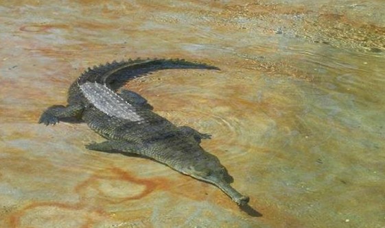 鱷雀鱔怕孔雀魚嗎_孔雀和鱷魚_孔雀鱷怕魚雀鱔嗎