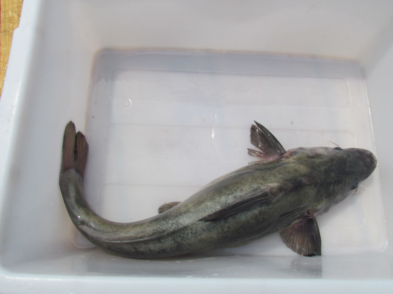 長吻鮠是什么魚_吻魚的圖片_吻魚是淡水魚嗎