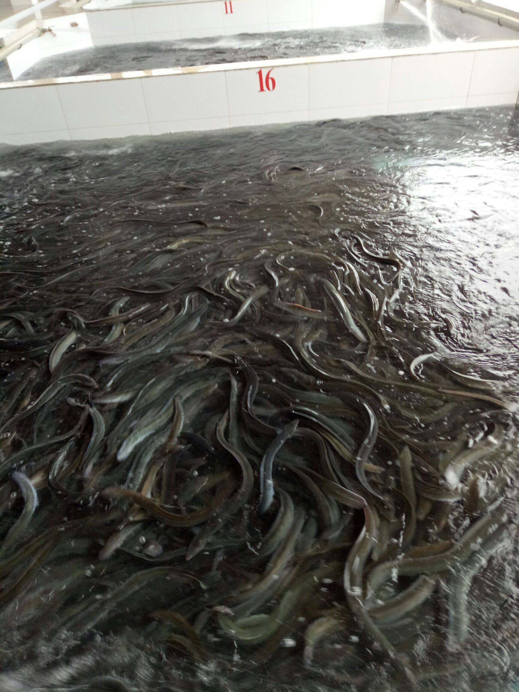 多大的黃鱔營養價值比較高_黃鱔一般有多大_最大的黃鱔有多大