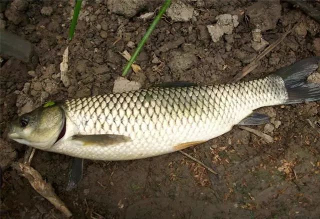 手竿釣草魚技巧_江河釣草魚技巧_釣草魚技巧