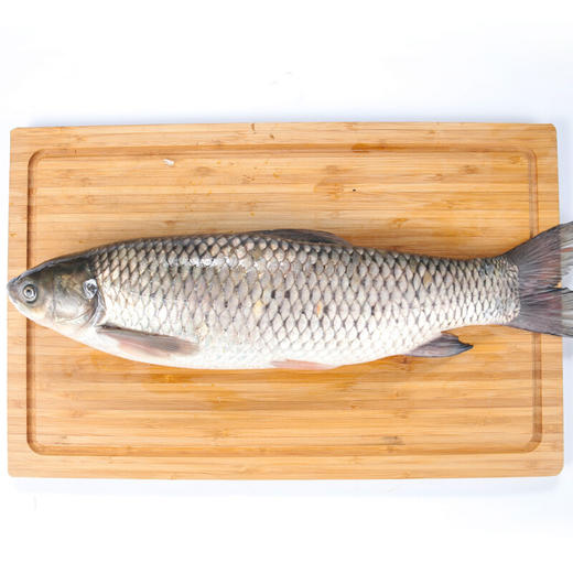 草魚魚是什么魚_草魚魚是涼性還是熱性_草魚是什么魚