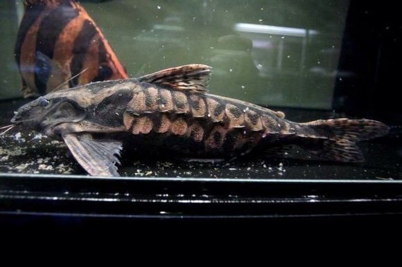 鯰魚白色_白化鯰魚_鯰魚白化病怎么治療